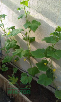 Florovit Bio nawóz do warzyw, owoców i ziół 0,5kg