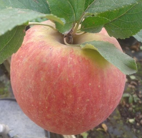 Florovit Bio nawóz do warzyw, owoców i ziół 0,5kg