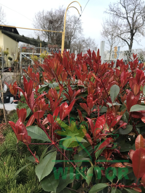 Głogownik Red Robin Photinia Fotinia