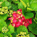 Hortensja ogrodowa czerwona