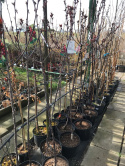Jabłoń Royalty Malus