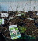 Kielichowiec Venus Calycanthus