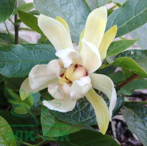 Kielichowiec Venus Calycanthus