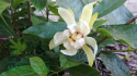 Kielichowiec Venus Calycanthus