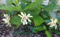 Kielichowiec Venus Calycanthus