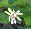 Kielichowiec Venus Calycanthus