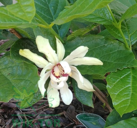 Kielichowiec Venus Calycanthus