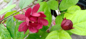 Kielichowiec 'Aphrodite' Calycanthus