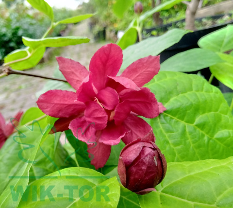 Kielichowiec 'Aphrodite' Calycanthus