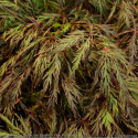 Klon palmowy Garnet Bonsai