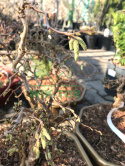 Leszczyna pospolita Scooter Bonsai
