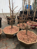 Lipa szerokolistna Bonsai