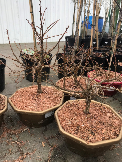 Lipa szerokolistna Bonsai
