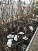 Magnolia Soulange'a 'Alba Superba'
