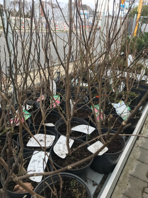 Magnolia Soulange'a 'Alba Superba'