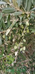 Nawóz do oliwek i oleandrów 250ml mineral żel