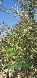 Nawóz do oliwek i oleandrów 250ml mineral żel