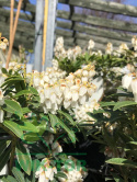 Pieris japoński Debutante