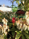 Pieris japoński Mountain Fire