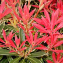 Pieris japoński Mountain Fire