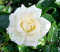 Róża wielkokwiatowa Alita