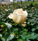 Róża wielkokwiatowa Alita