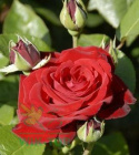 Róża wielkokwiatowa Deep Red
