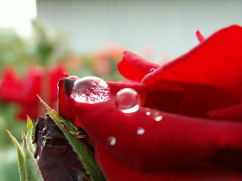 Róża wielkokwiatowa Deep Red