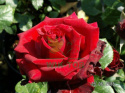 Róża wielkokwiatowa Deep Red