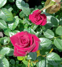 Róża wielkokwiatowa Deep Red