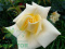 Róża wielkokwiatowa Dandelion