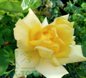 Róża wielkokwiatowa Dandelion