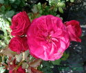 Róża wielokwiatowa Xenon R