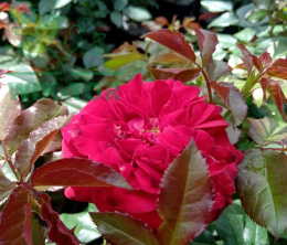 Róża wielokwiatowa Xenon R
