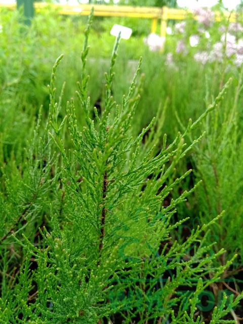 Tamaryszek czteropręcikowy