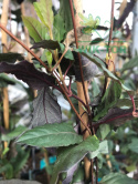 Wiciokrzew japoński Purpurea