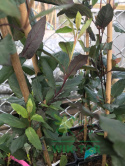 Wiciokrzew japoński Purpurea