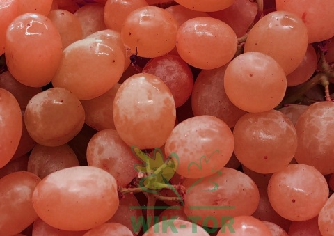Winorośl Swenson Red