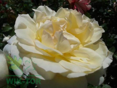 Azofoska 3kg nawóz uniwersalny Florovit