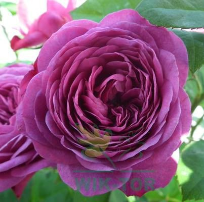 Azofoska 3kg nawóz uniwersalny Florovit