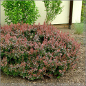 Berberys Thunberga Atropurpurea
