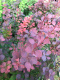 Berberys Thunberga Atropurpurea