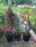 Berberys Thunberga Atropurpurea