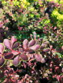 Berberys Thunberga Golden Ring