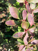 Berberys Thunberga Golden Ring