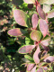 Berberys Thunberga Golden Ring