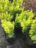 Berberys thunberga Yellow Bird