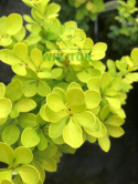 Berberys thunberga Yellow Bird