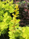 Berberys thunberga Yellow Bird