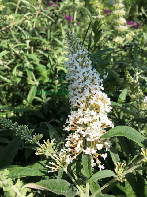 Budleja Dawida 'White Profusion'
